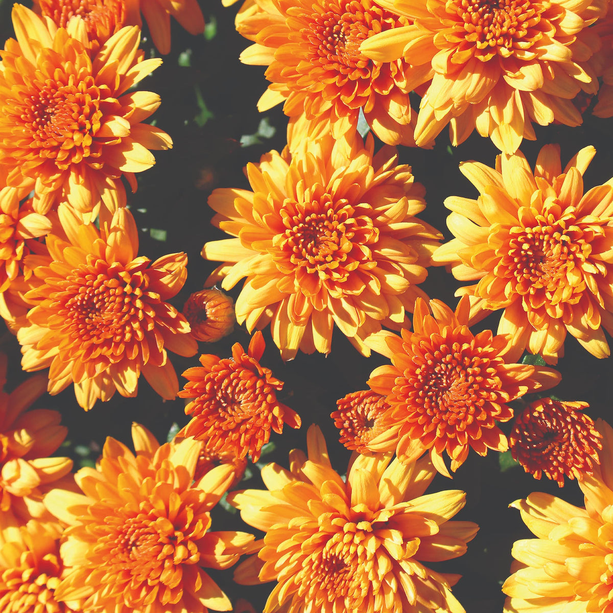 Perfectly Orange hardy mum with orange blooms