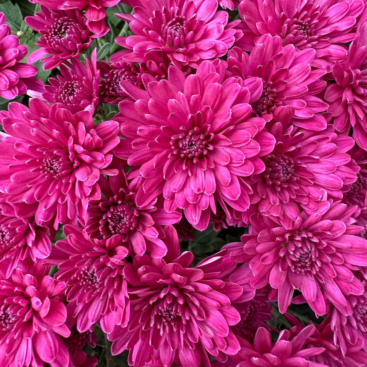 Prism Purple hardy mum with purple blooms
