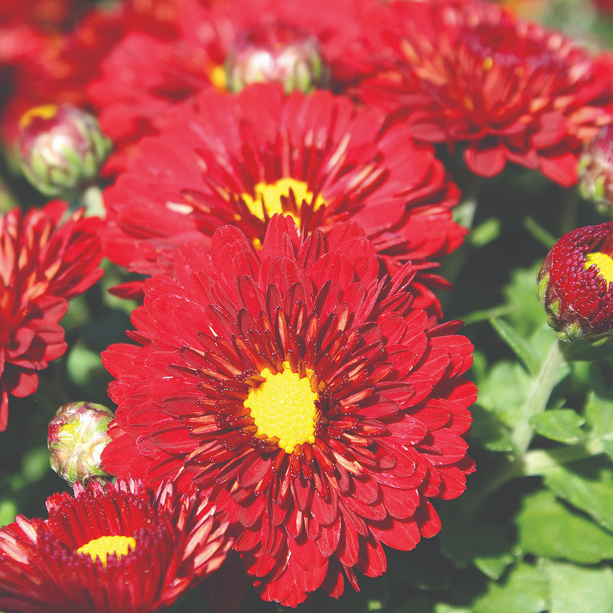 Radiant Red hardy mum with red blooms