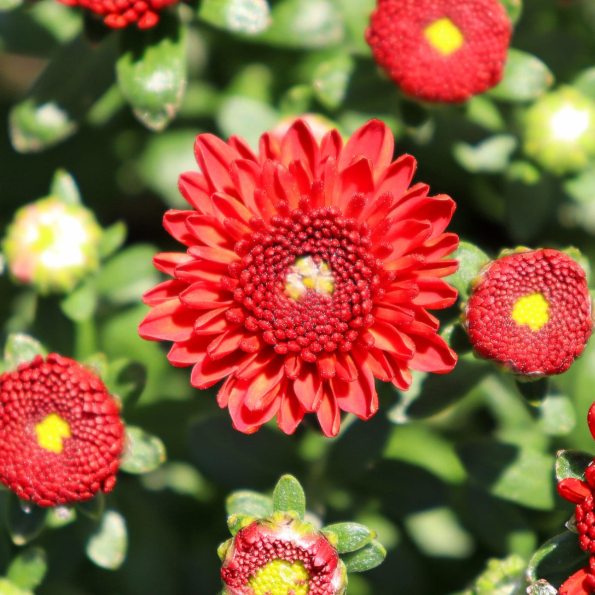 Reef Orange hardy mum with orange blooms