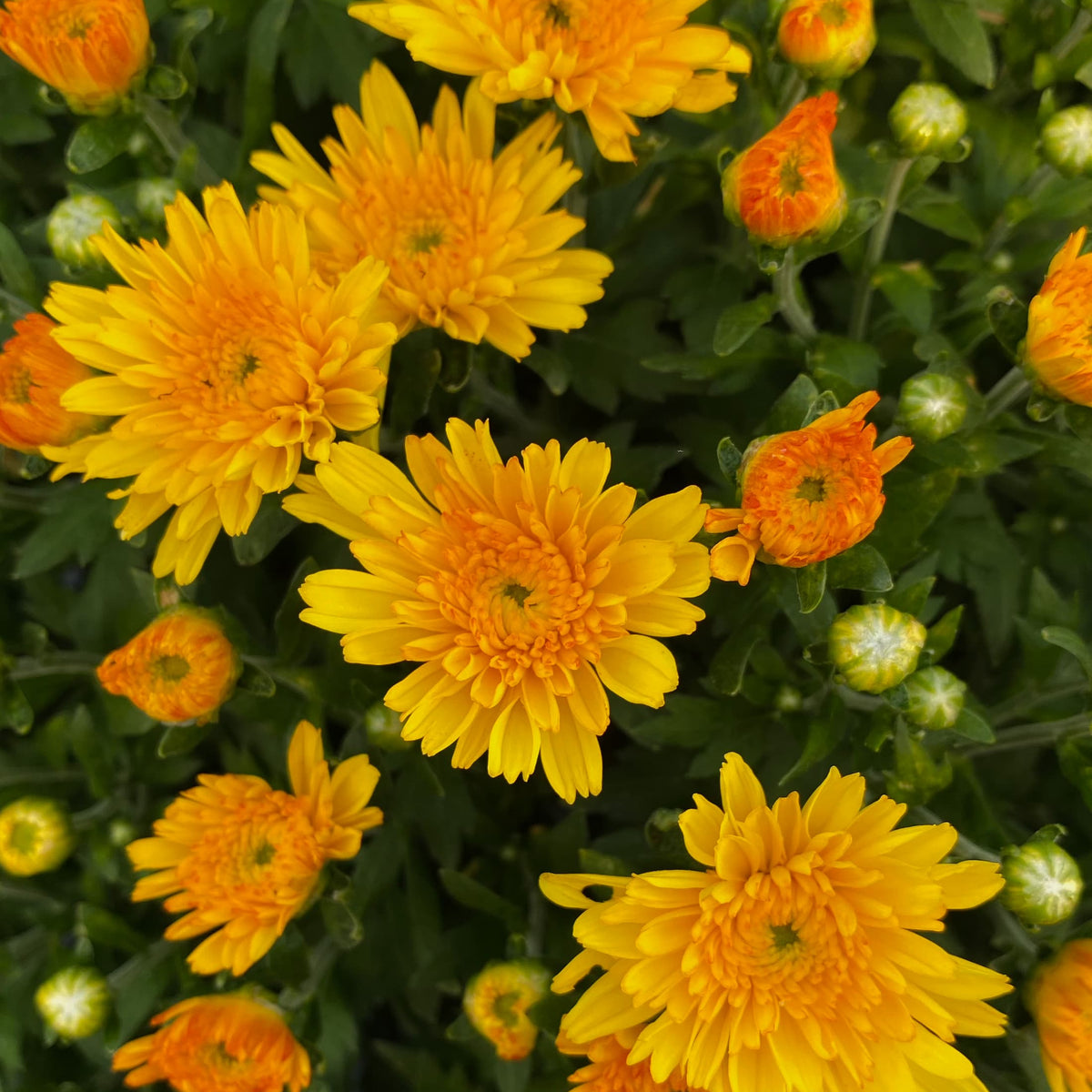 Sizzling Fire Yellow hardy mum with yellow blooms
