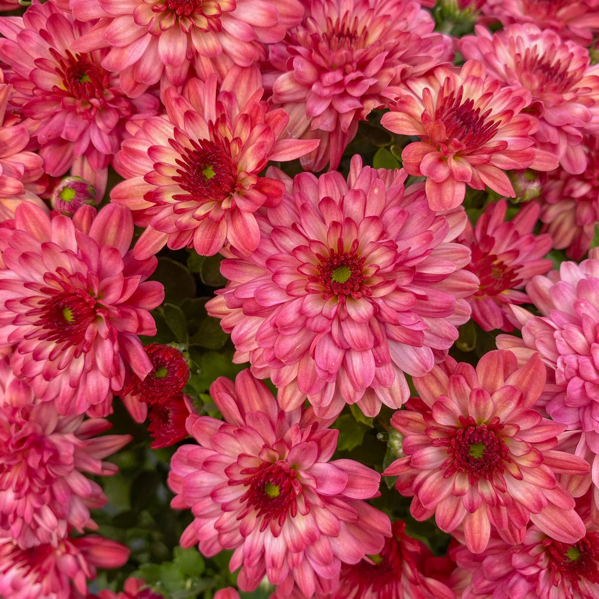 Strawberry Ice Pink hardy mum with pink blooms