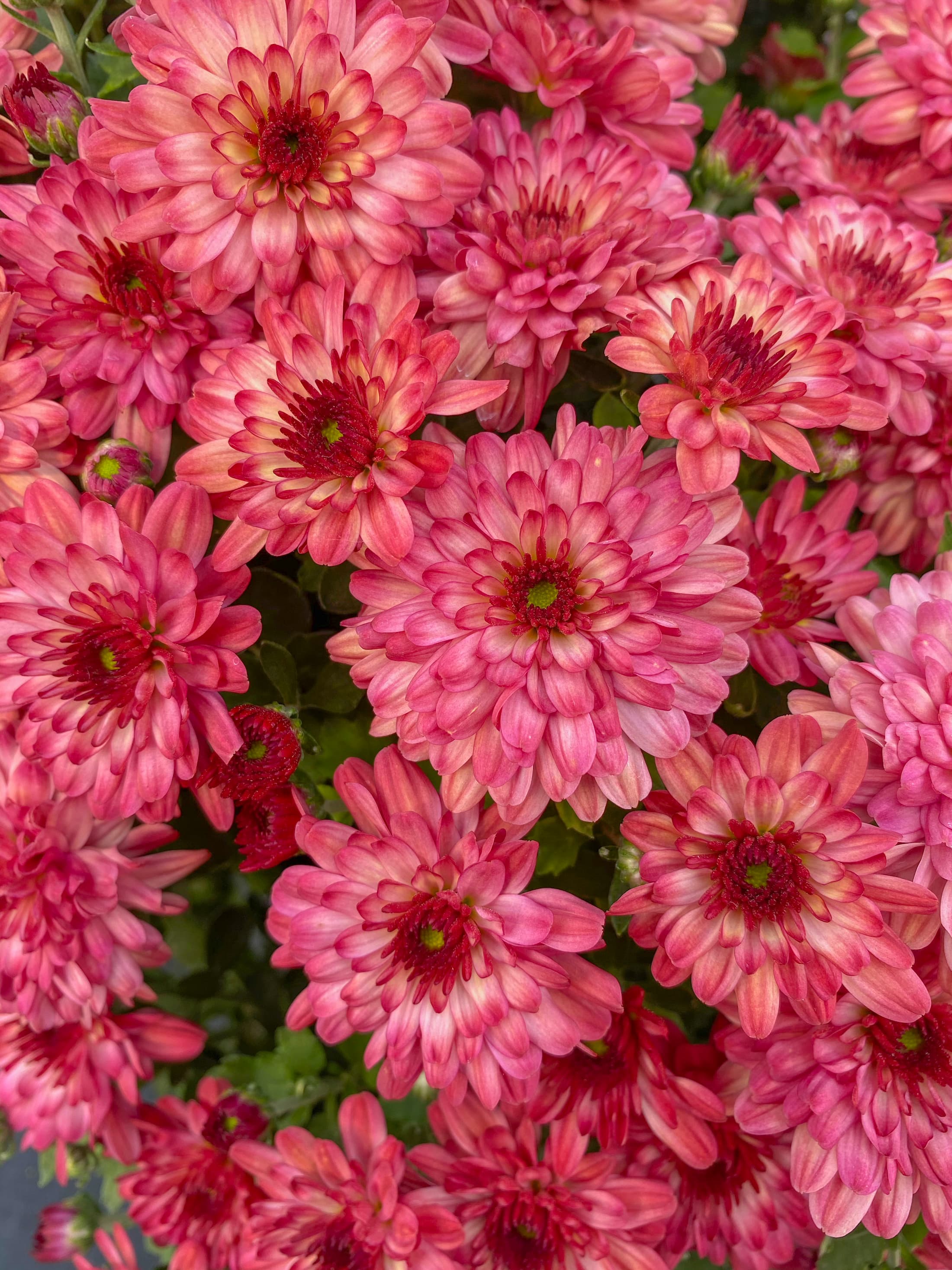 Strawberry Ice Pink hardy mum with pink blooms
