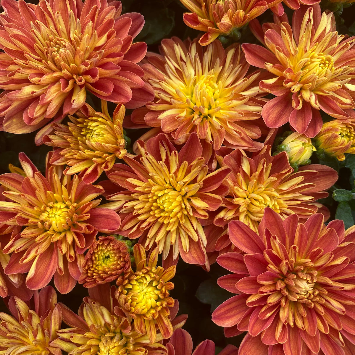 Sunblaze Flame hardy mum with orange blooms