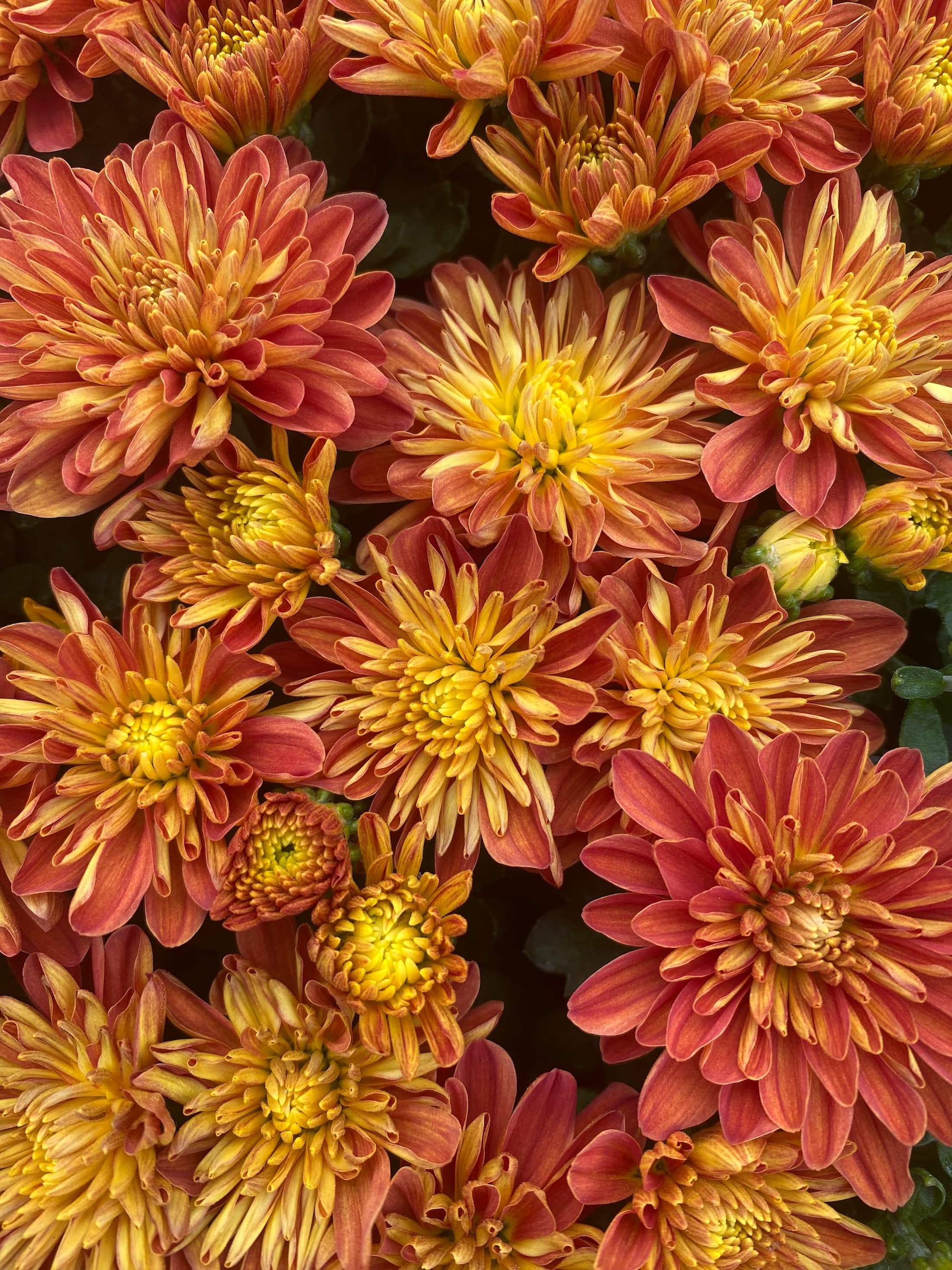 Sunblaze Flame hardy mum with orange blooms