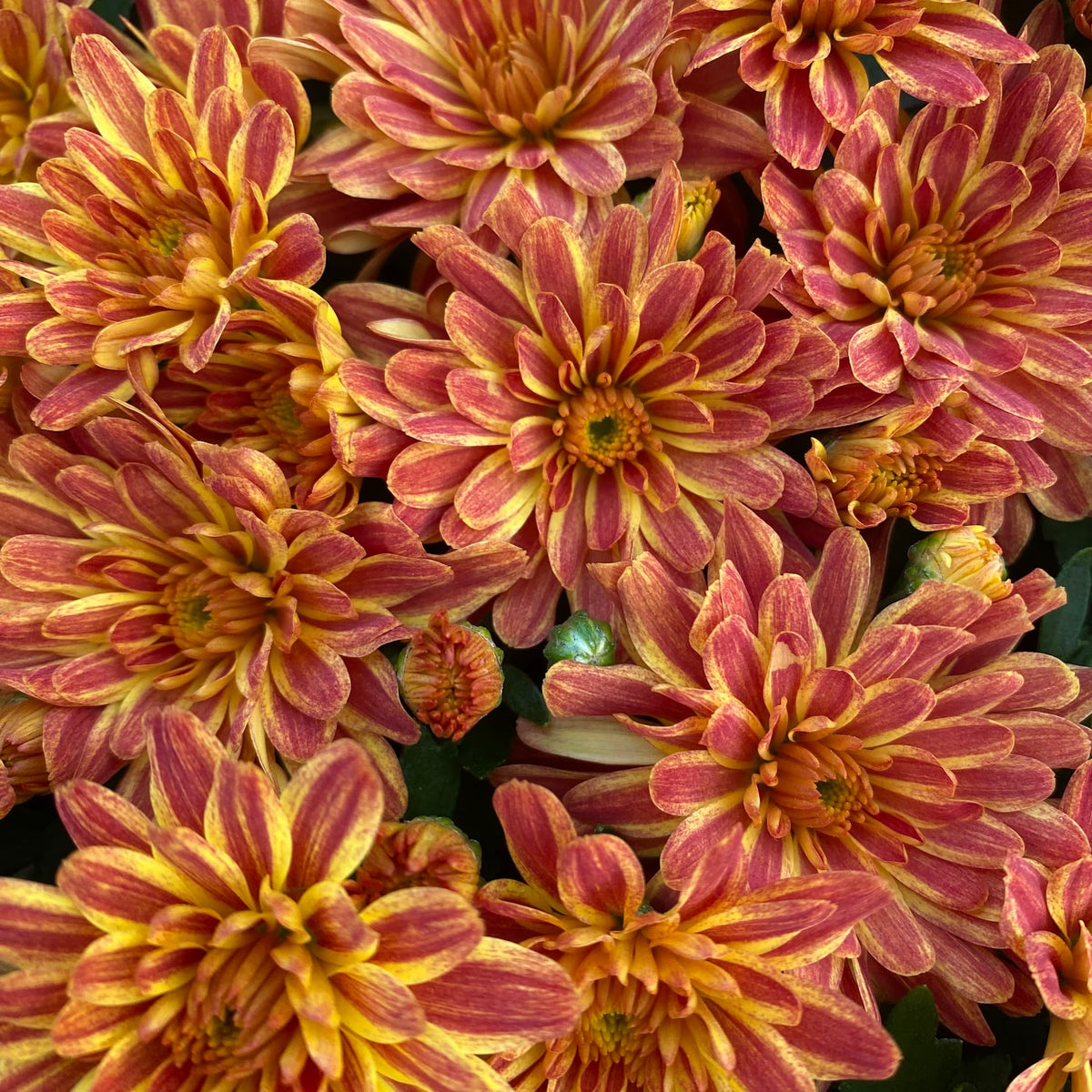 Tiger Eyes hardy mum with bronze blooms