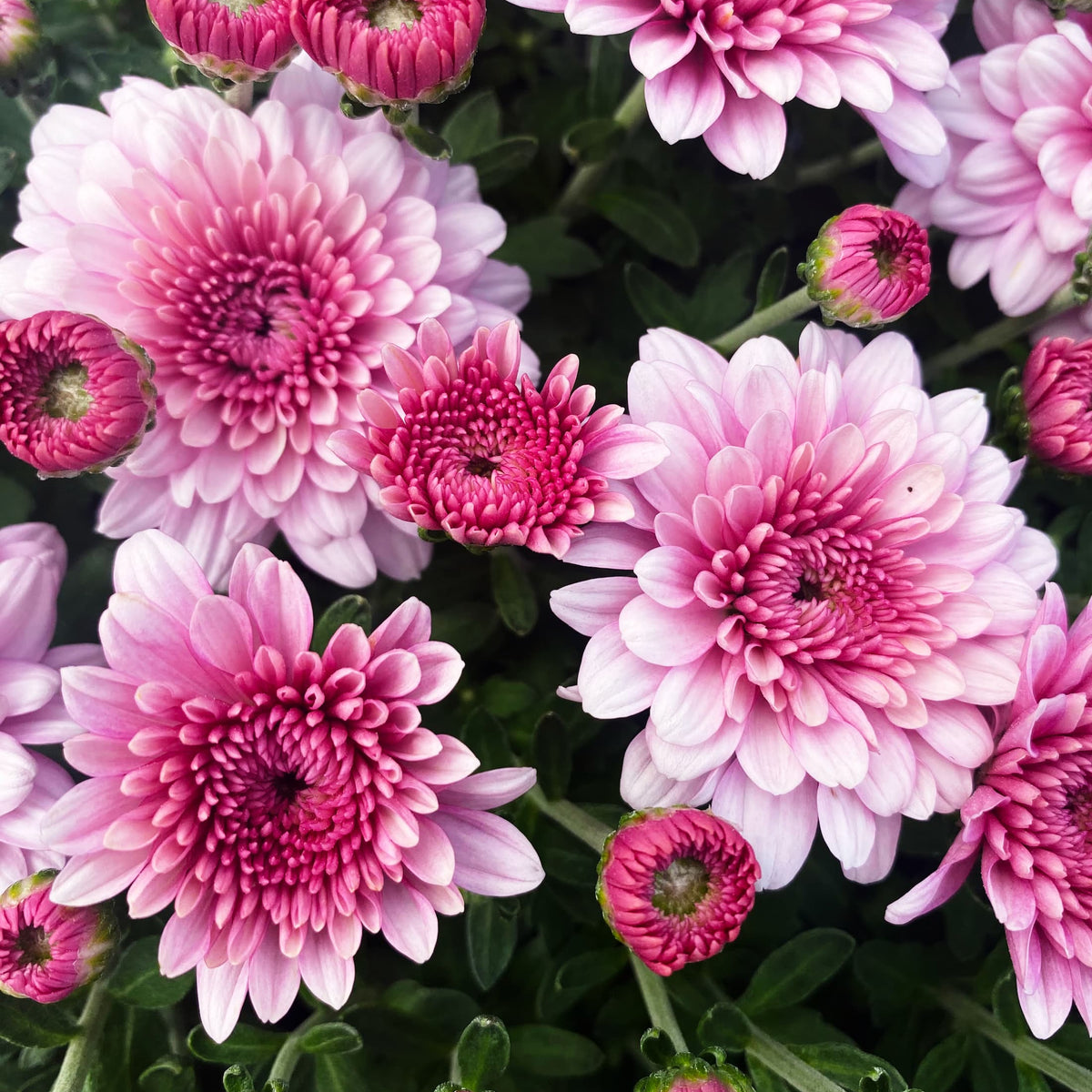 Touchdown Purple hardy mum with purple blooms