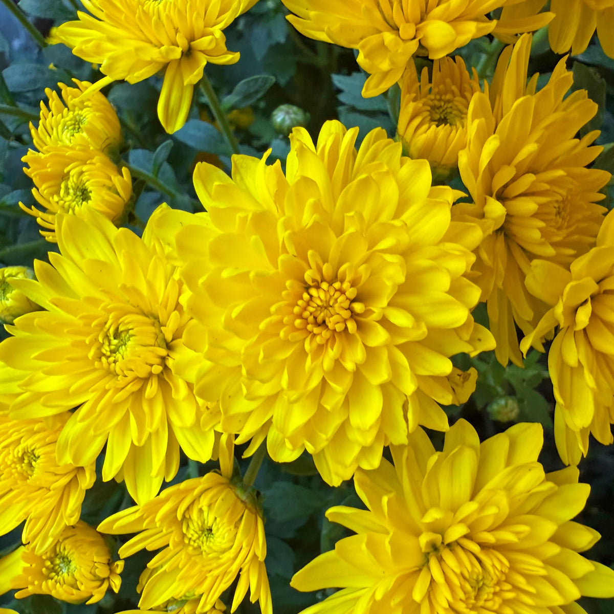 Wonder Yellow hardy mum with yellow blooms