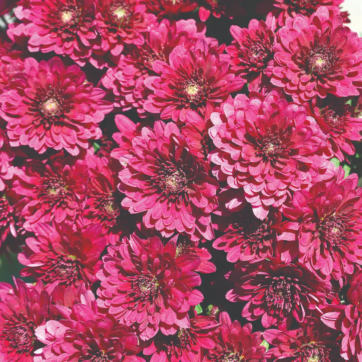 Zaza Purple hardy mum with purple blooms