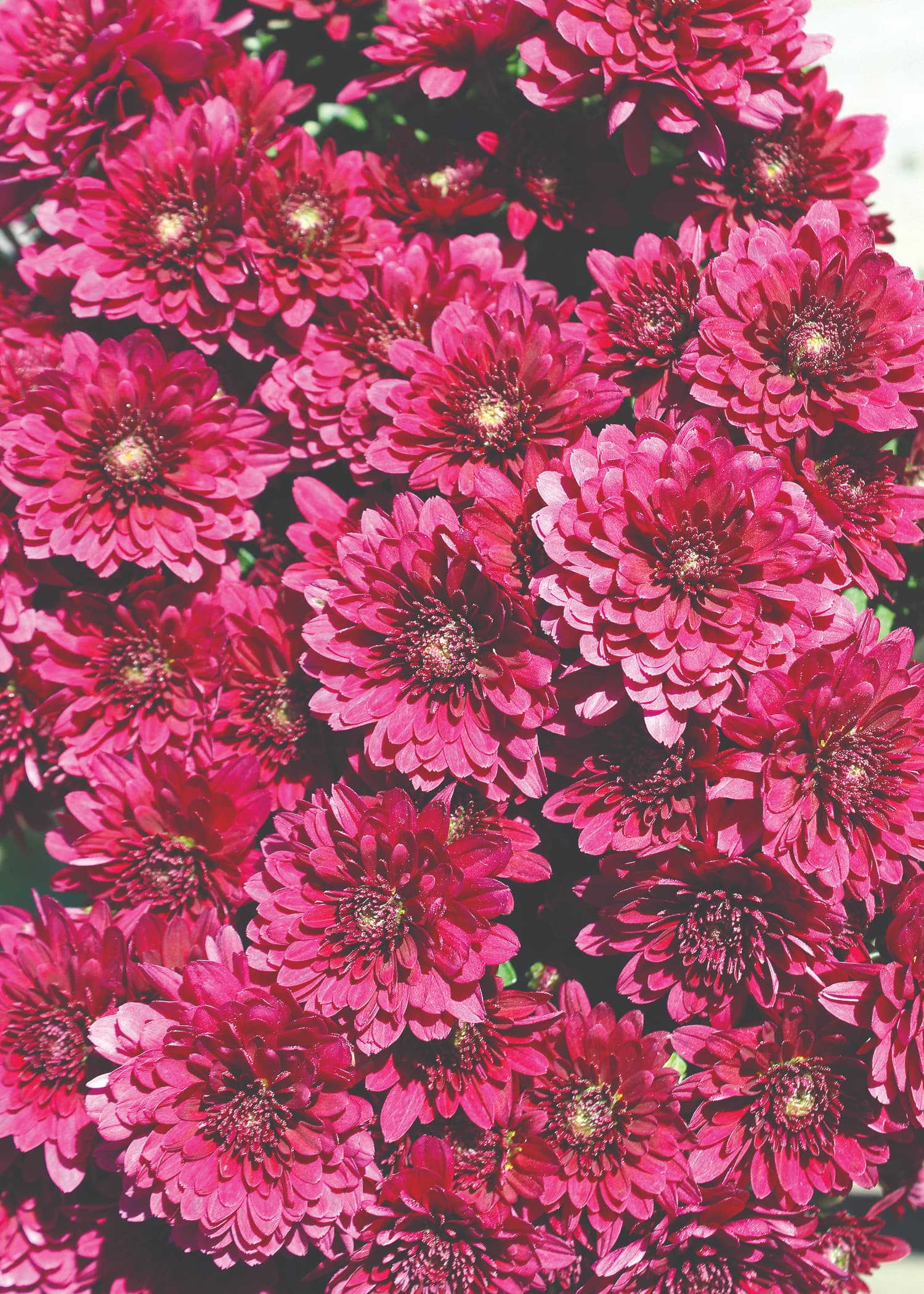Zaza Purple hardy mum with purple blooms