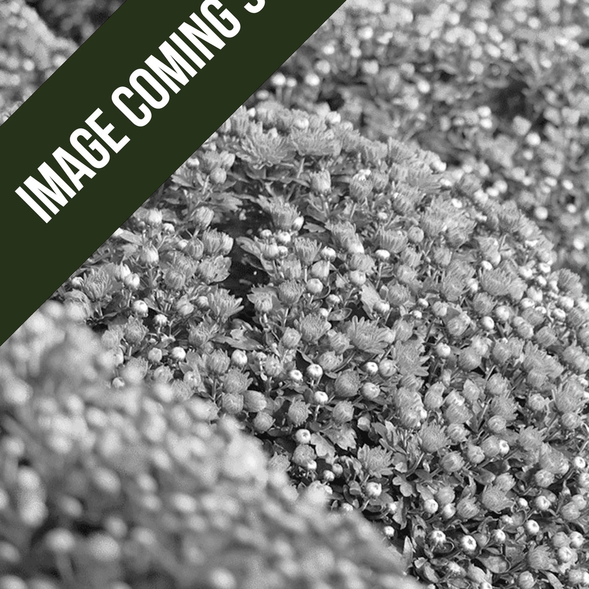 Product image coming soon.