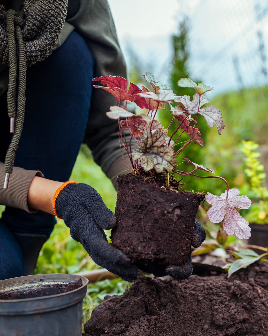 The Benefits of Planting In Fall