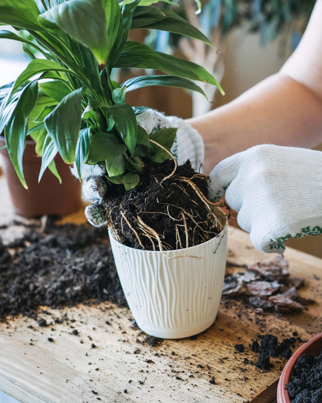 Houseplant Repotting - When, Why, & How