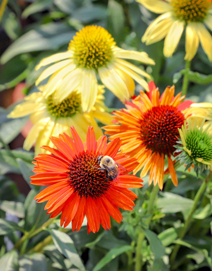 Summer Performing Perennials