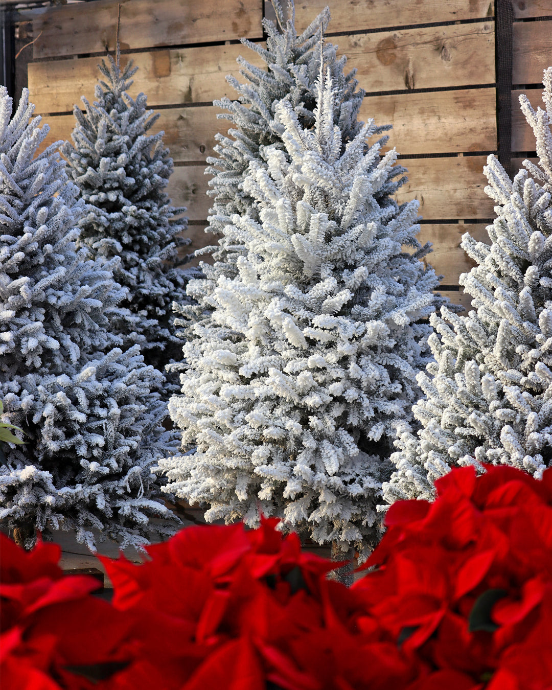 Flocking Around the Christmas Tree