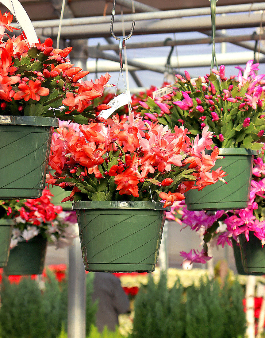 Holiday Cactus Plant Care - Tips & Tricks