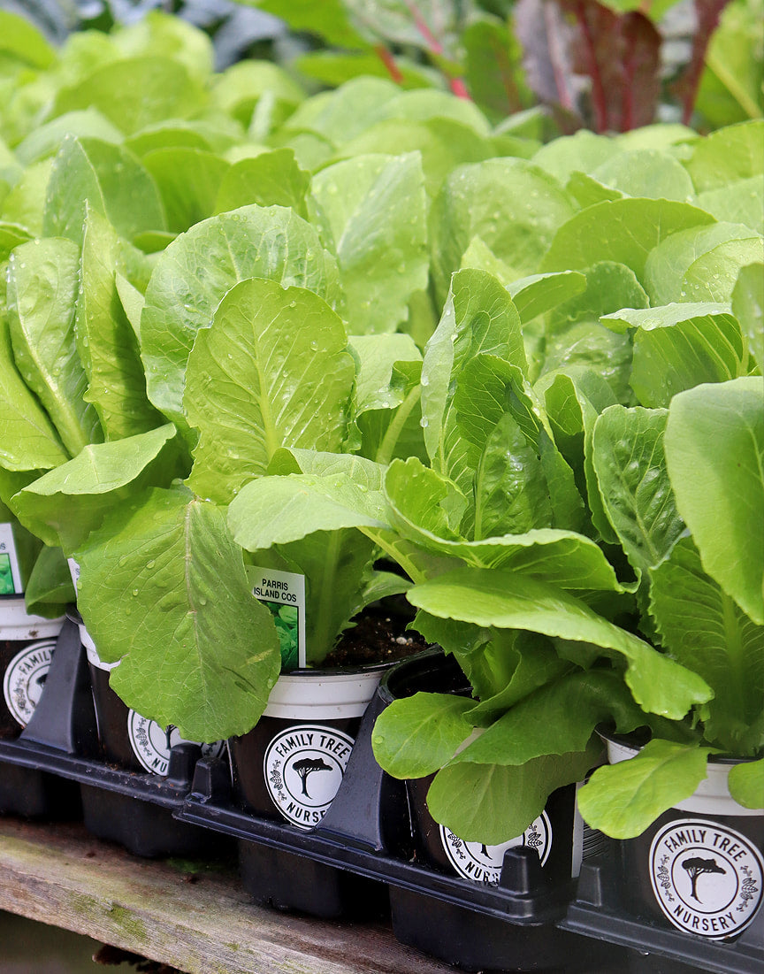 Cool-Season Veggie Gardening