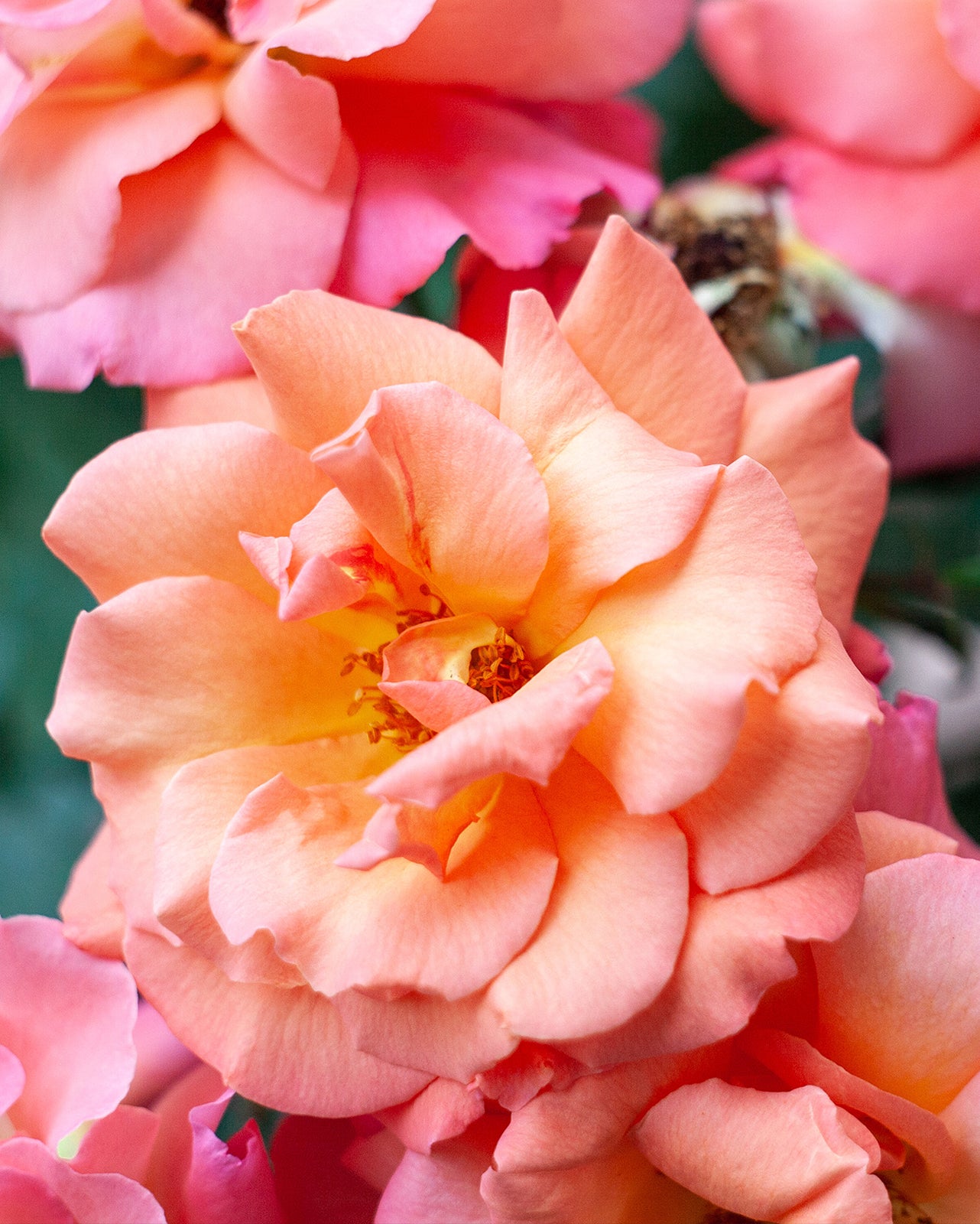 I Vi Roses Fansly Roses – Family Tree Nursery