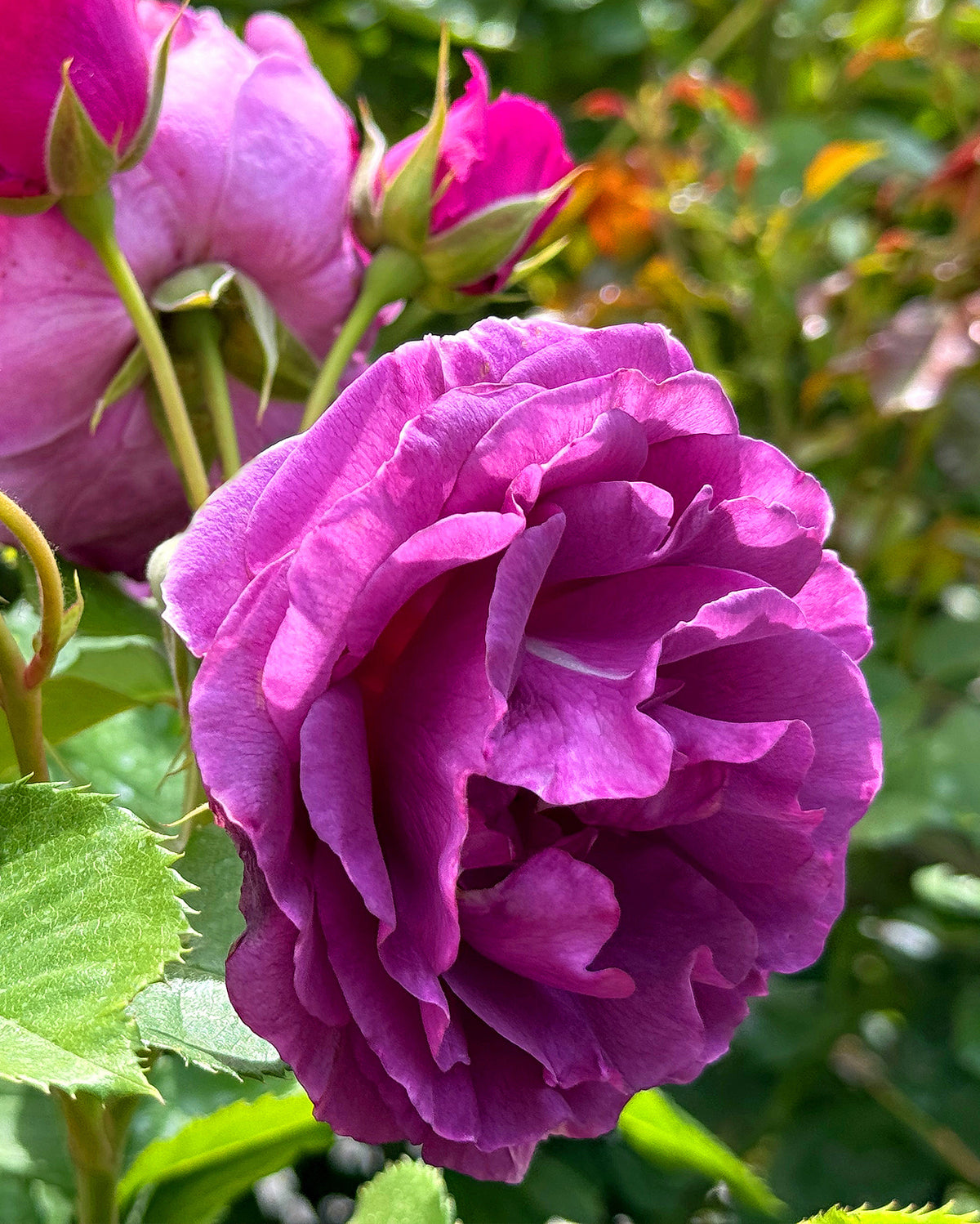 I Vi Roses Fansly Roses – Family Tree Nursery