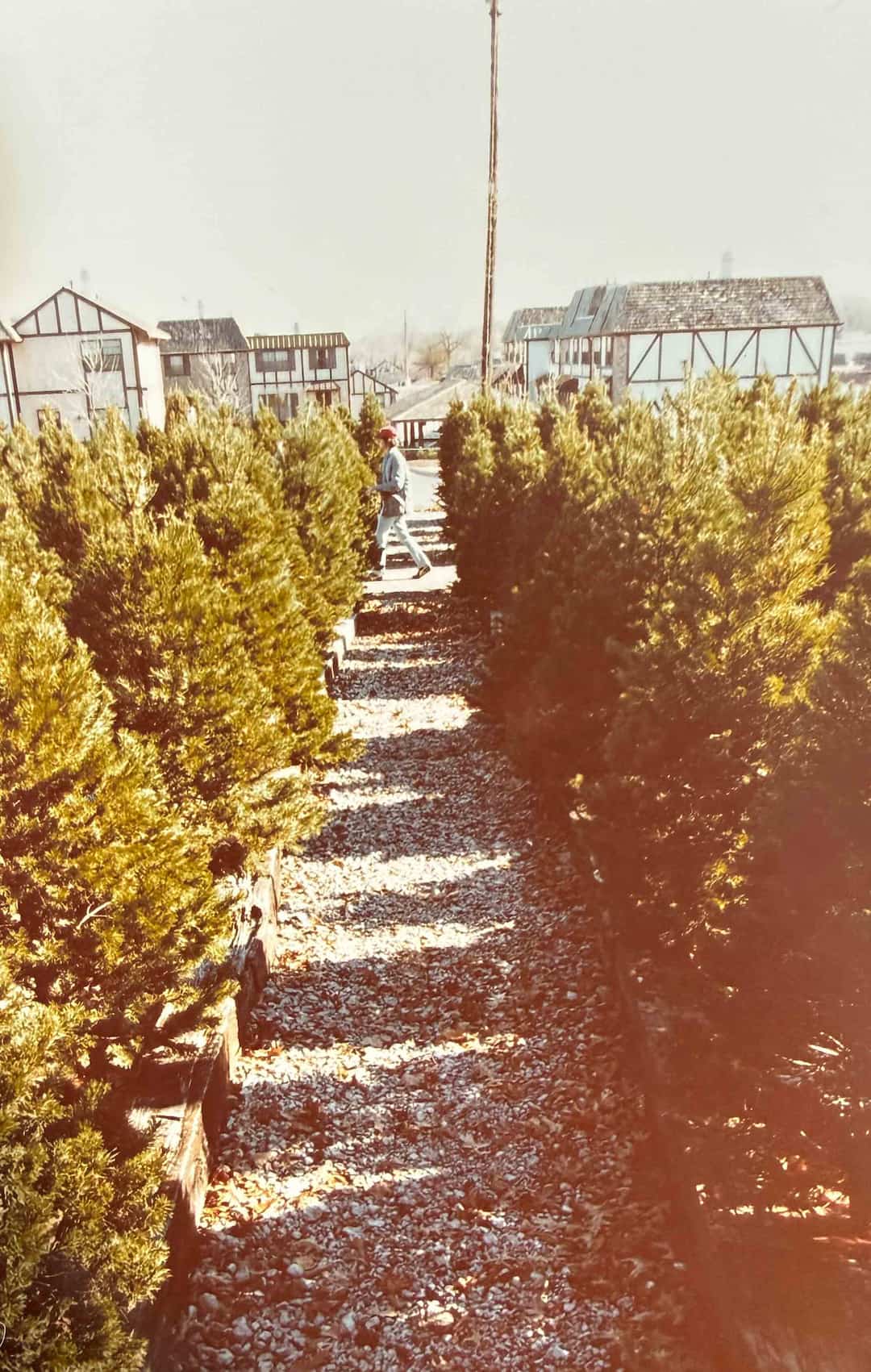 Vintage Overland Park Garden Center photo with rows of fresh cut Christmas trees.