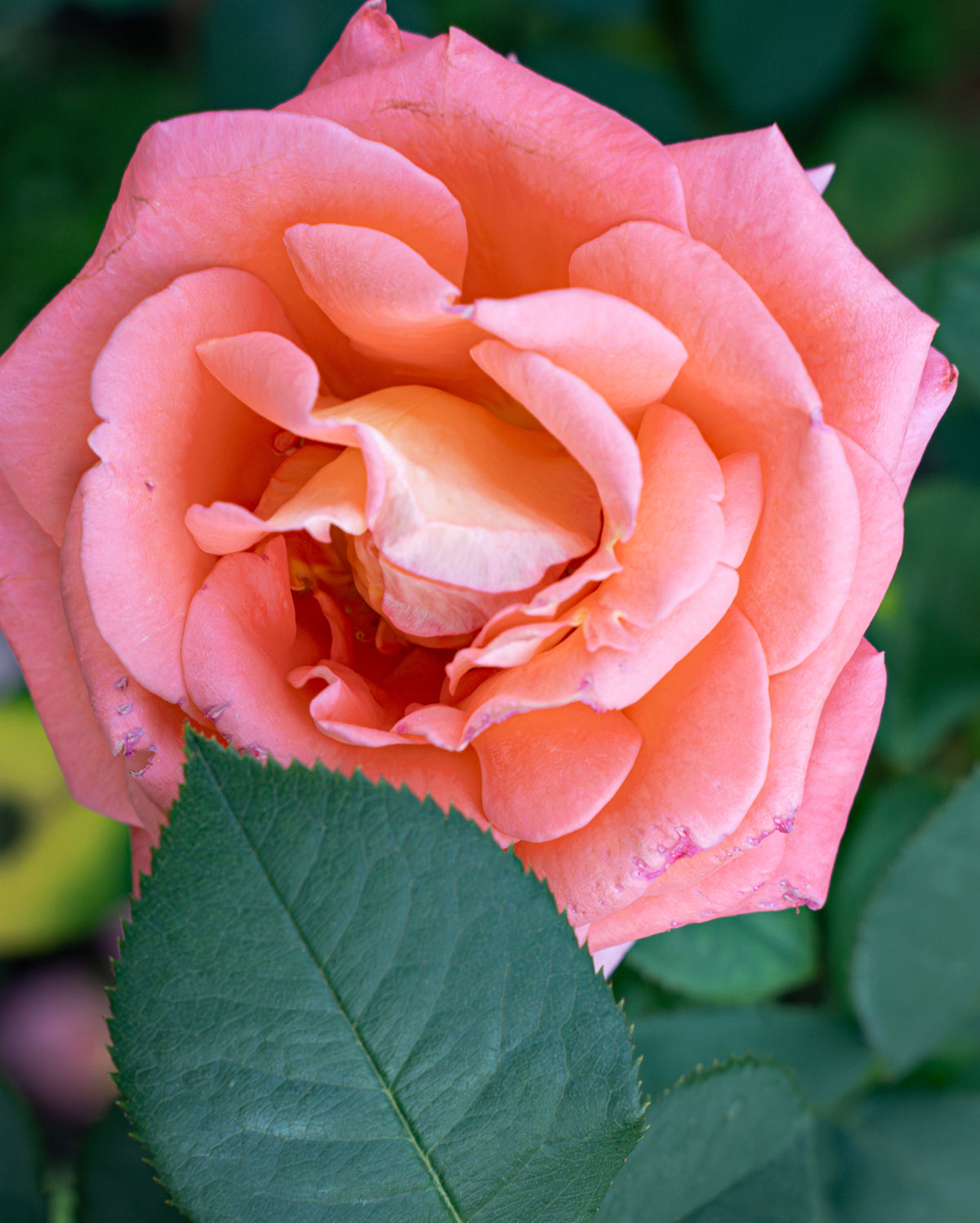 Rose Family Rheum Roses – Family Tree Nursery