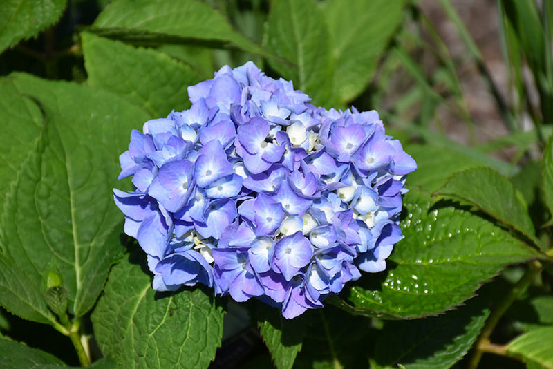 Close-up of a Nantucket Blue hydrangea flower surrounded by green leaves.