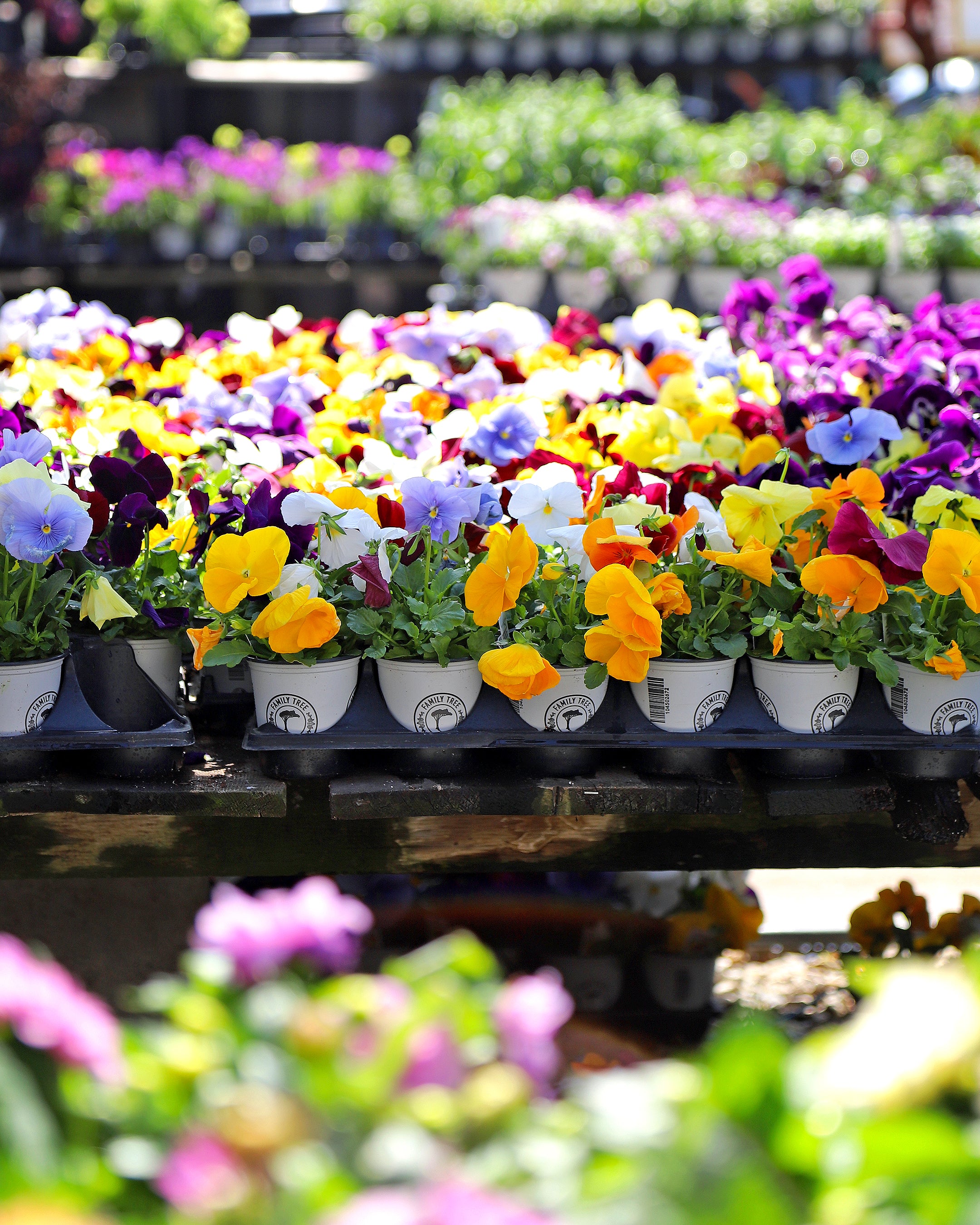 Family Tree Nursery