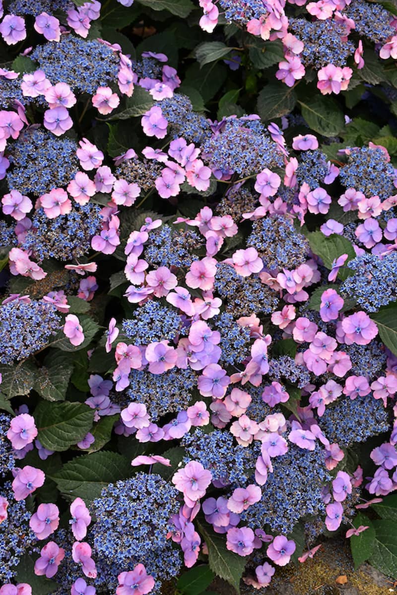 Close-up of purple and pink Tuff Stuff hydrangea flowers with green leaves