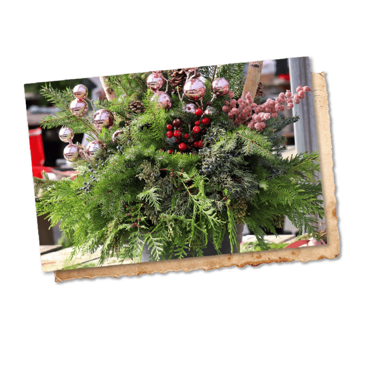 A photo of an evergreen arrangement with cedar, juniper, pine, red berry picks, birch poles and metallic pink ornaments layered on top of a rustic postcard.