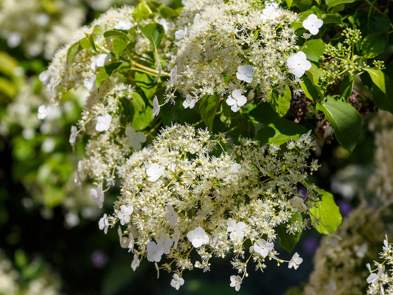 Hydrangeas | Family Tree Nursery Kansas City