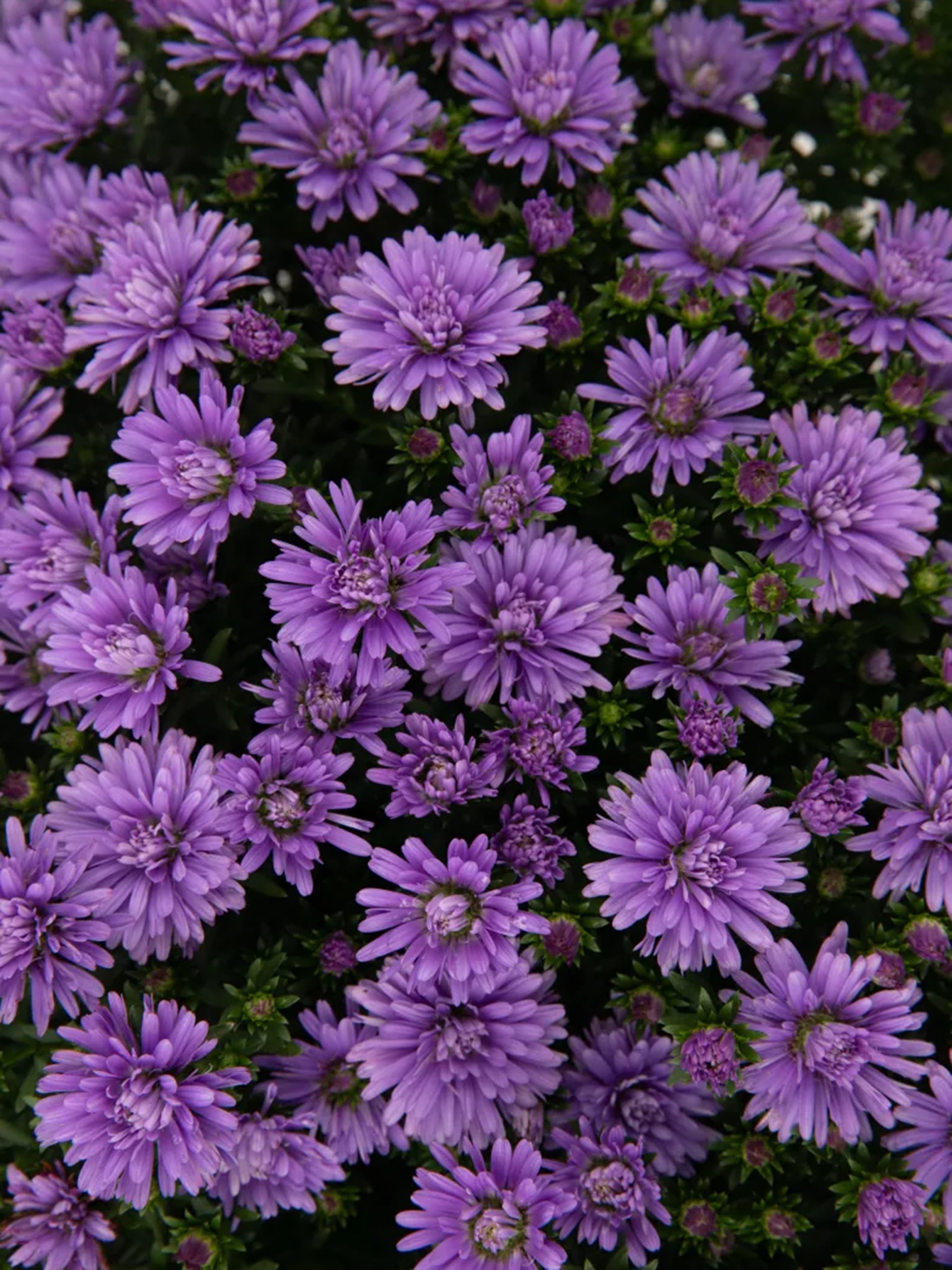 Henry I Blue hardy aster with blue-purple fall blooms