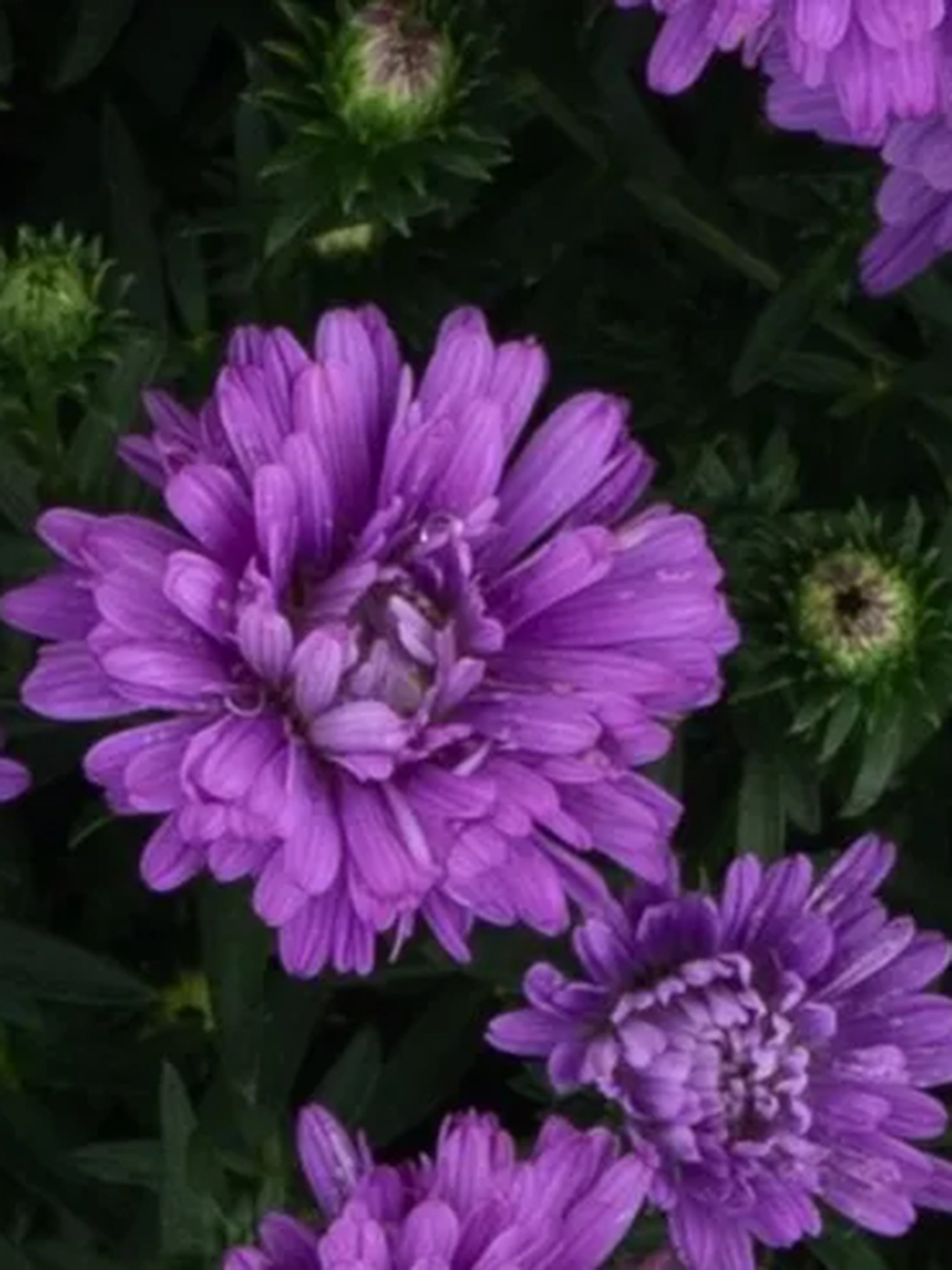 Henry I Purple hardy aster with rich purple fall blooms