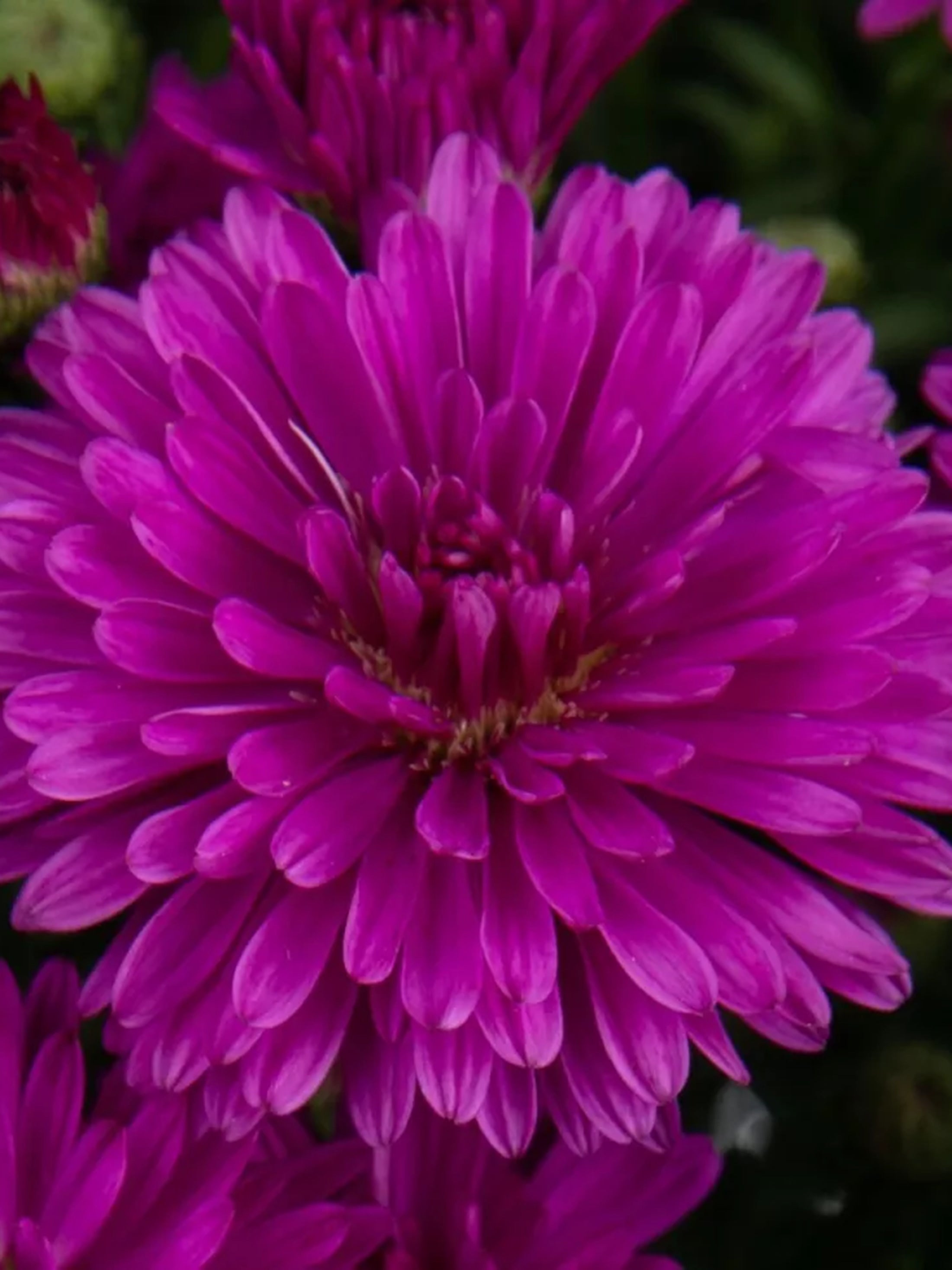 Marie III Dark Pink hardy aster with deep pink fall blooms