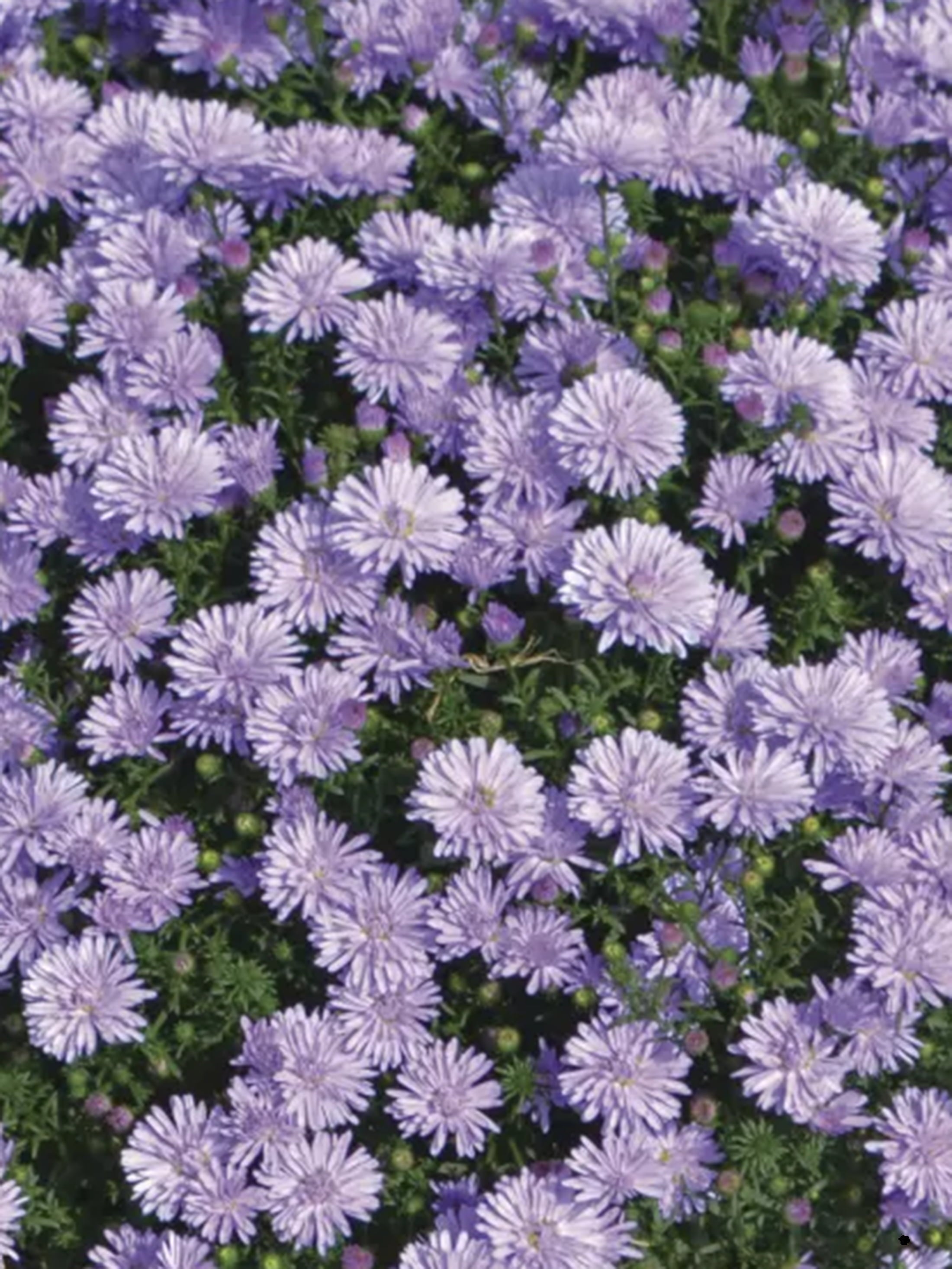 Peter III Blue hardy aster with blue-purple fall blooms
