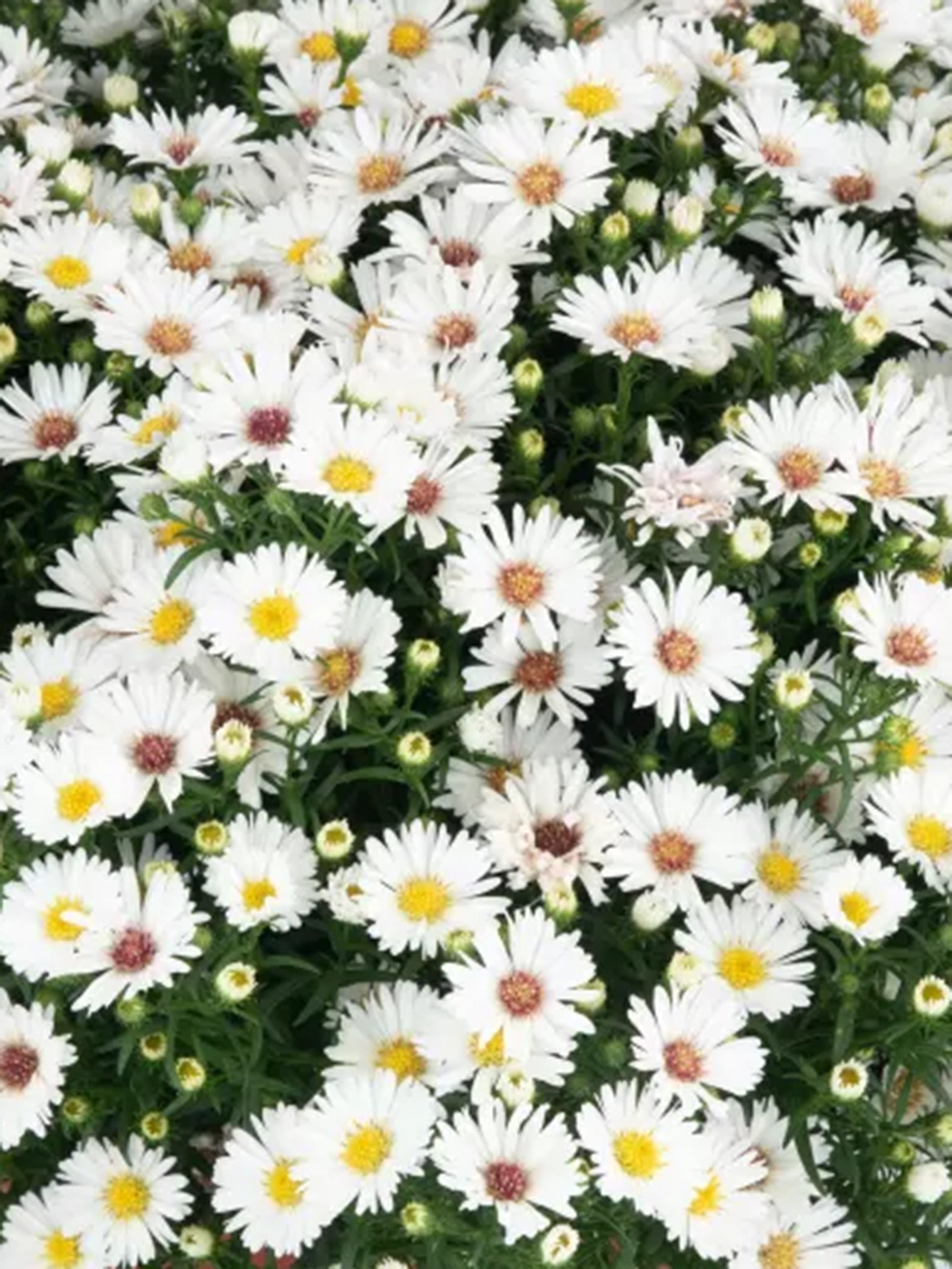 Puff White hardy aster with fresh white fall blooms