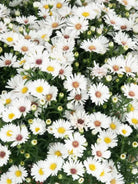 Puff White hardy aster with fresh white fall blooms
