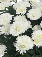 Showmakers Arctic White hardy aster with crisp white blooms