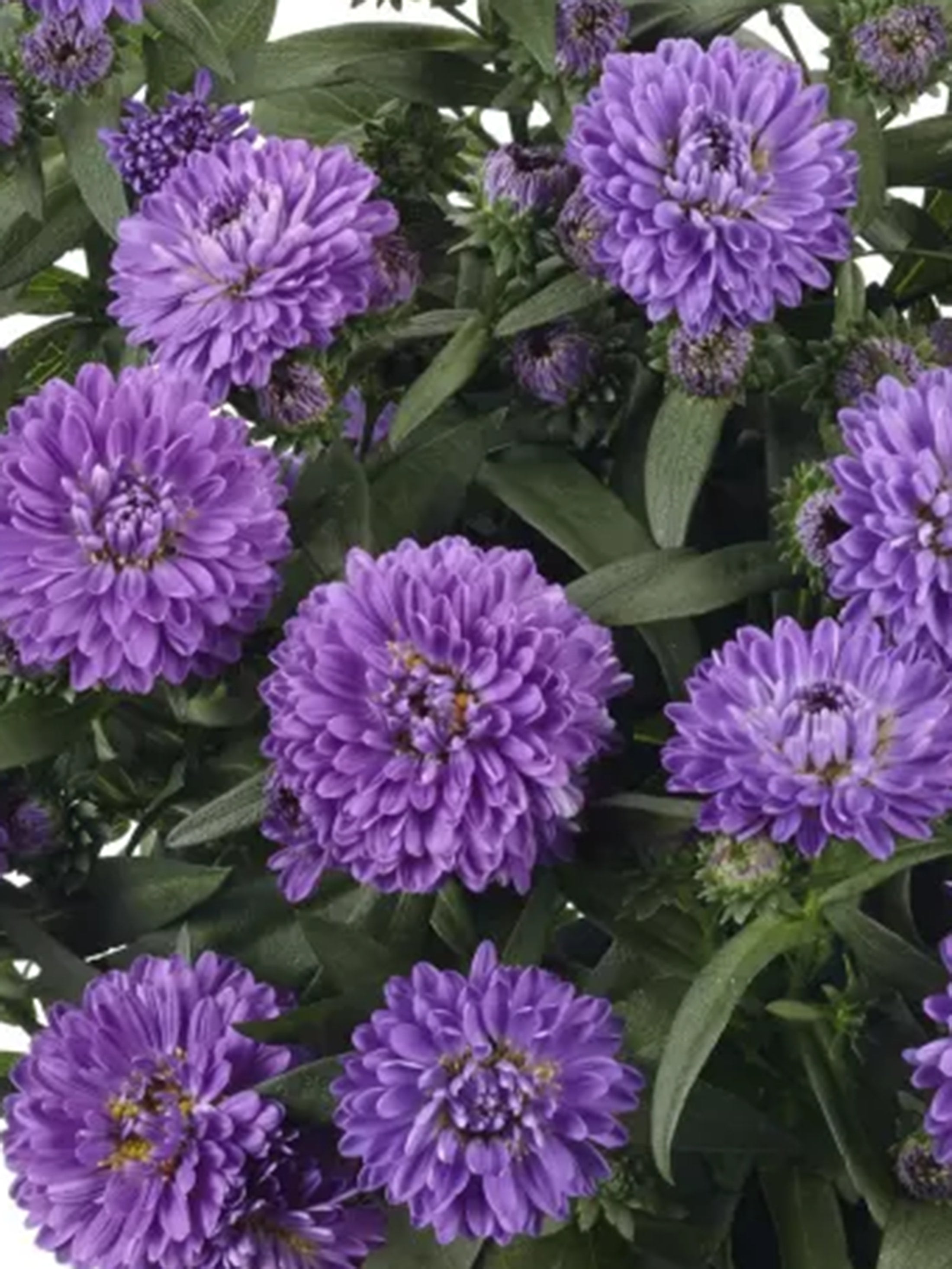 Showmakers Blue Bayou hardy aster with dark blue-purple blooms
