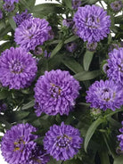 Showmakers Blue Bayou hardy aster with dark blue-purple blooms