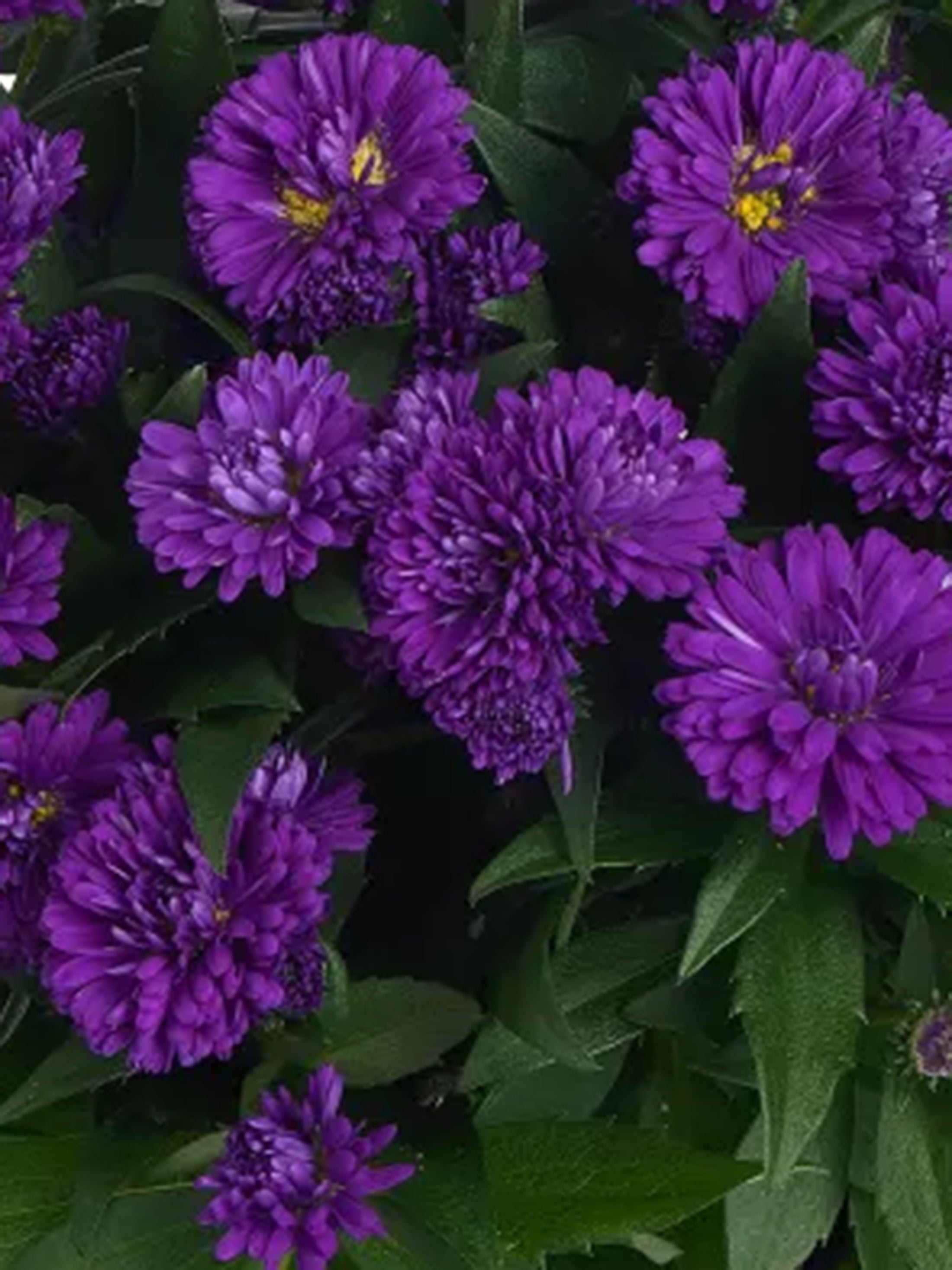Showmakers Indigo Ice hardy aster with indigo-blue blooms