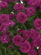 Showmakers Magenta hardy aster with vivid magenta blooms