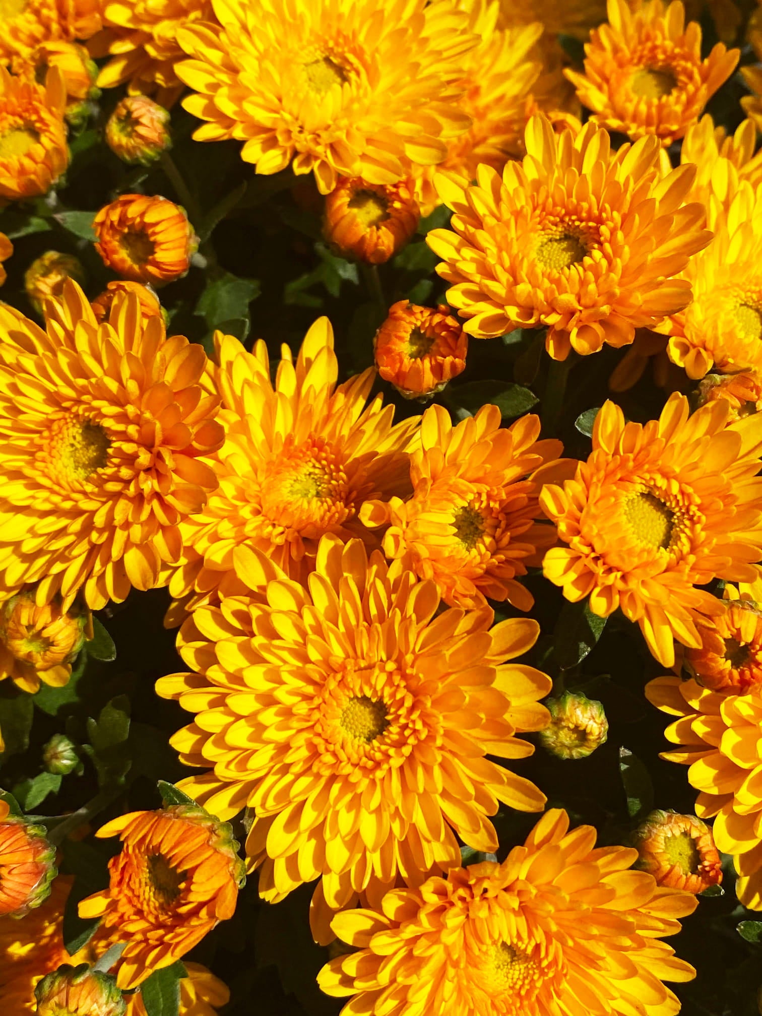 24 Karamum Gold Yellow hardy mum with yellow blooms