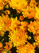 24 Karamum Gold Yellow hardy mum with yellow blooms