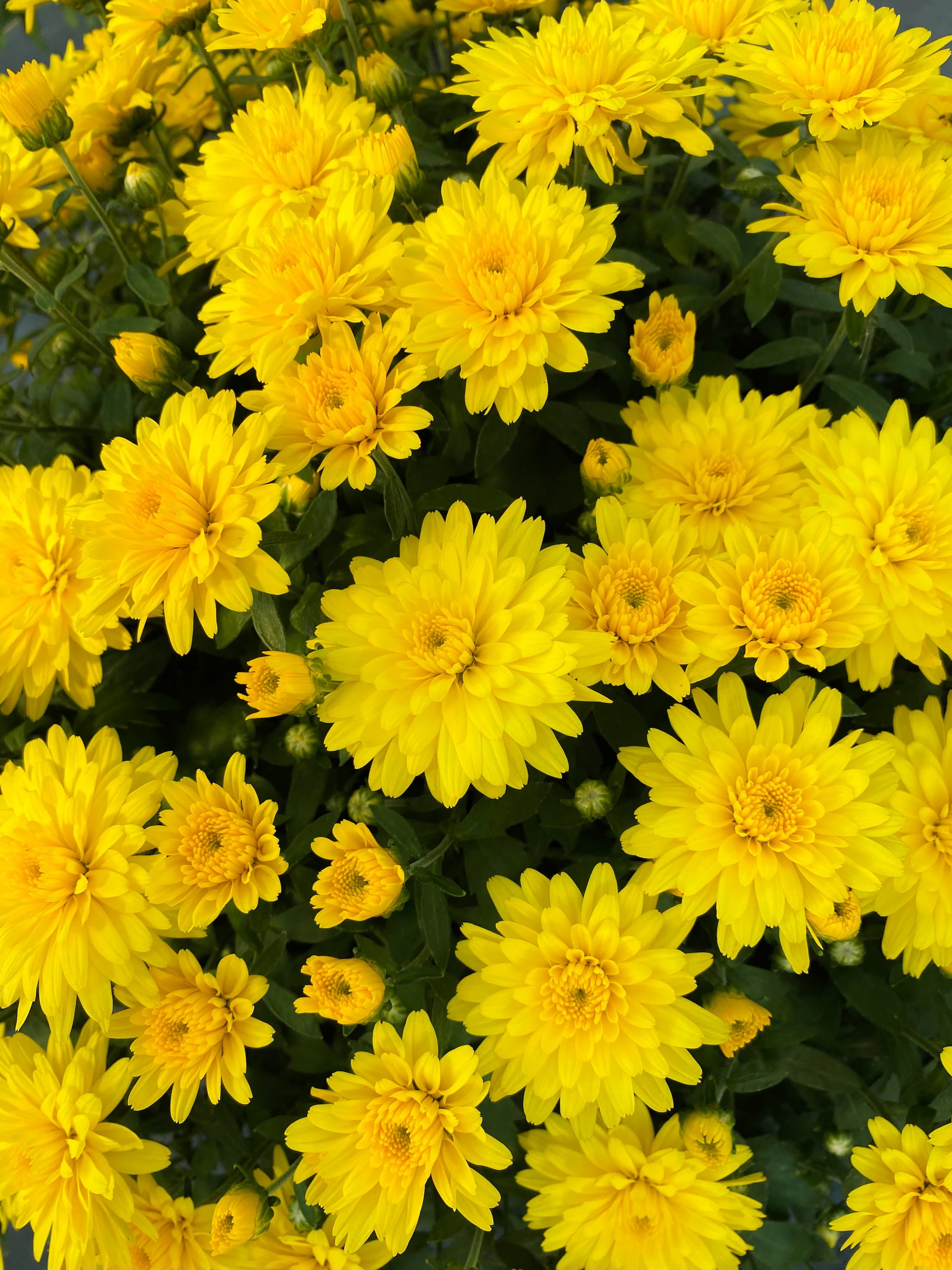 Allegra Yellow hardy mum with yellow blooms