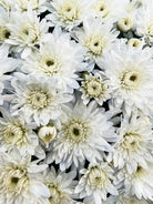 Alpine White hardy mum with white blooms