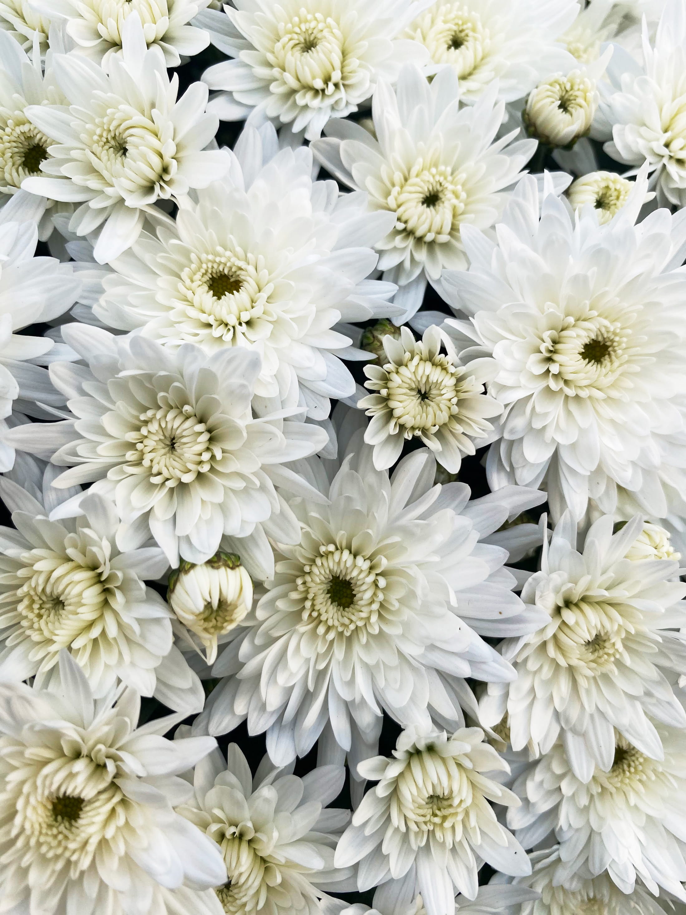 Alpine White hardy mum with white blooms
