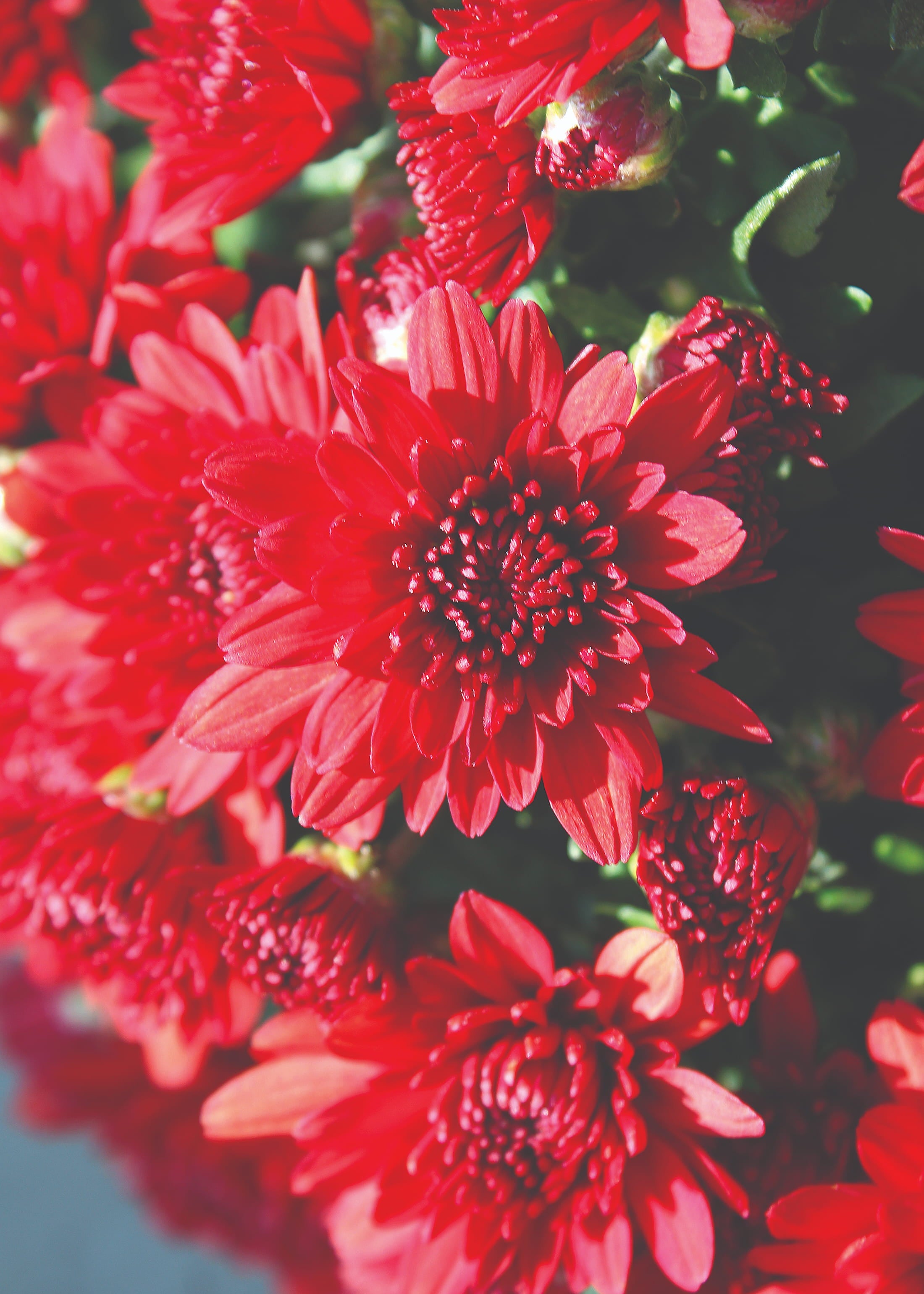 Amadora Red hardy mum with red blooms