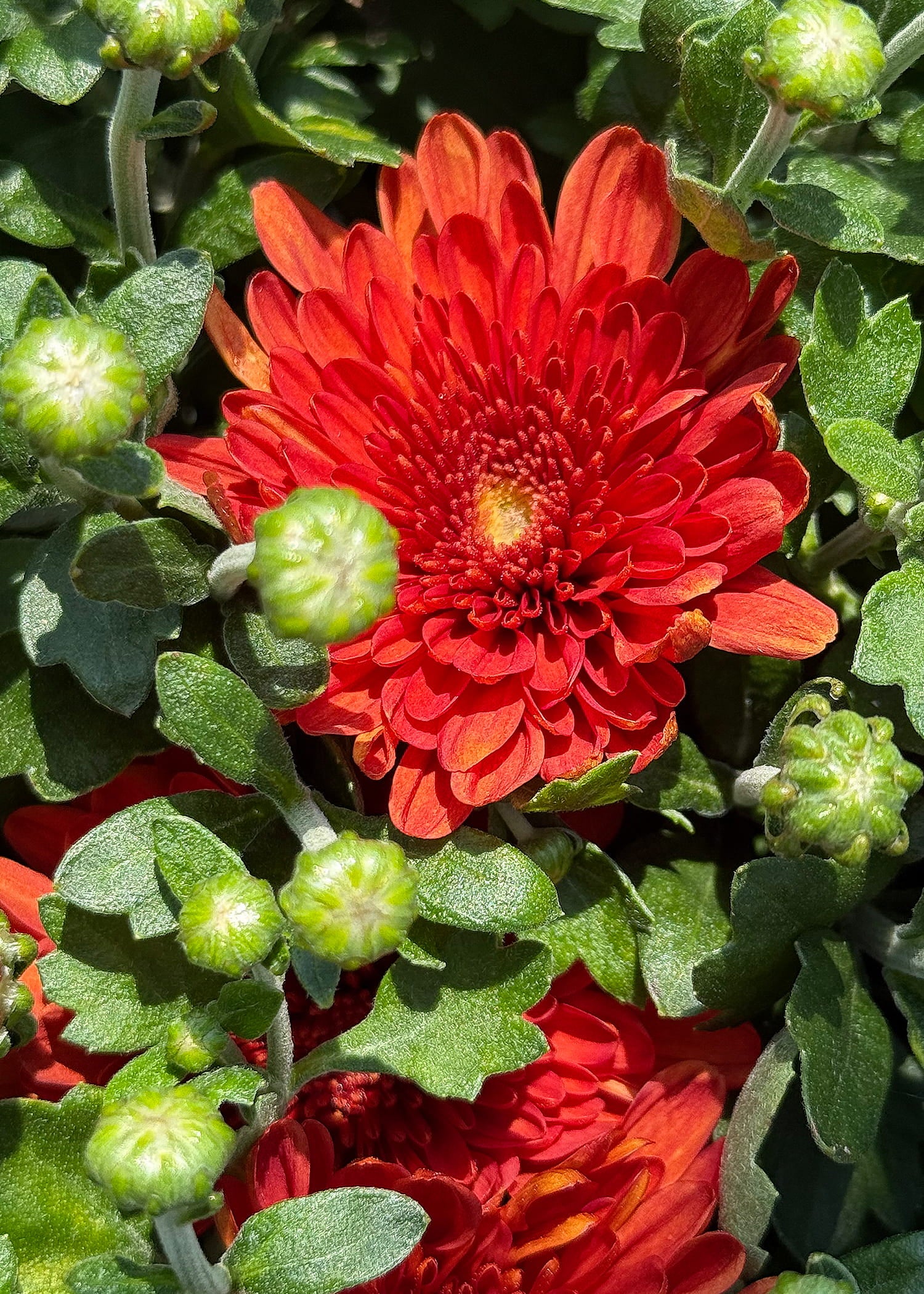 Apple Cider hardy mum with bronze blooms