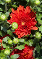 Apple Cider hardy mum with bronze blooms