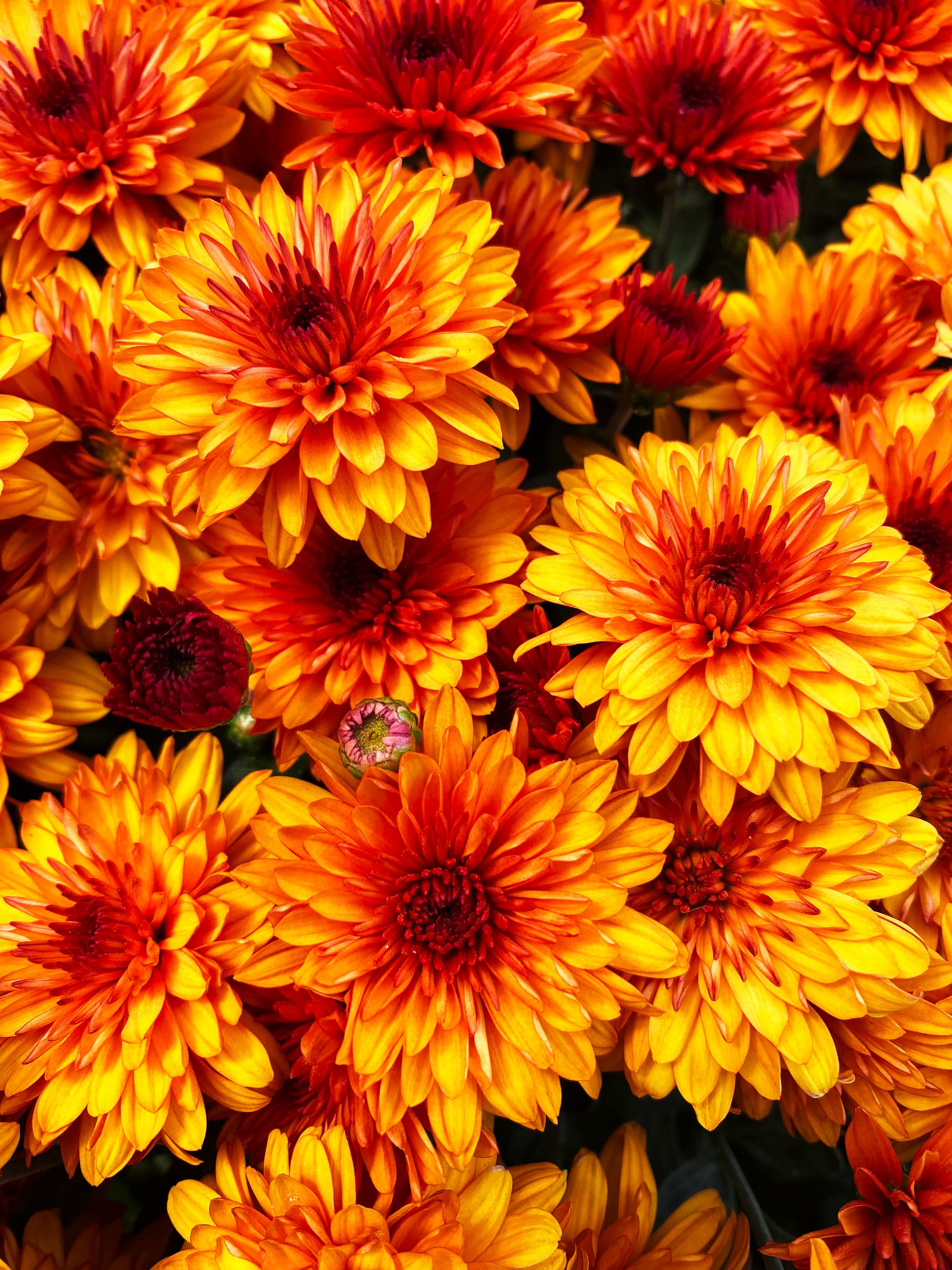 Balance Bronze Bicolor hardy mum with bronze blooms